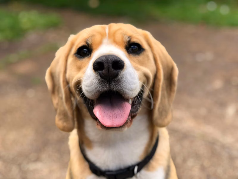 Mascotas en Acción